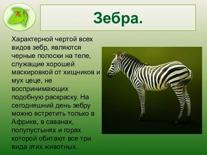 Зебра. Характерной чертой всех видов зебр, являются черные полоски на теле, служащие хорошей