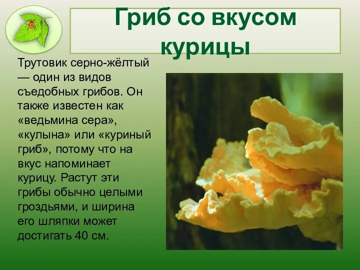 Гриб со вкусом курицы Трутовик серно-жёлтый — один из видов съедобных грибов. Он