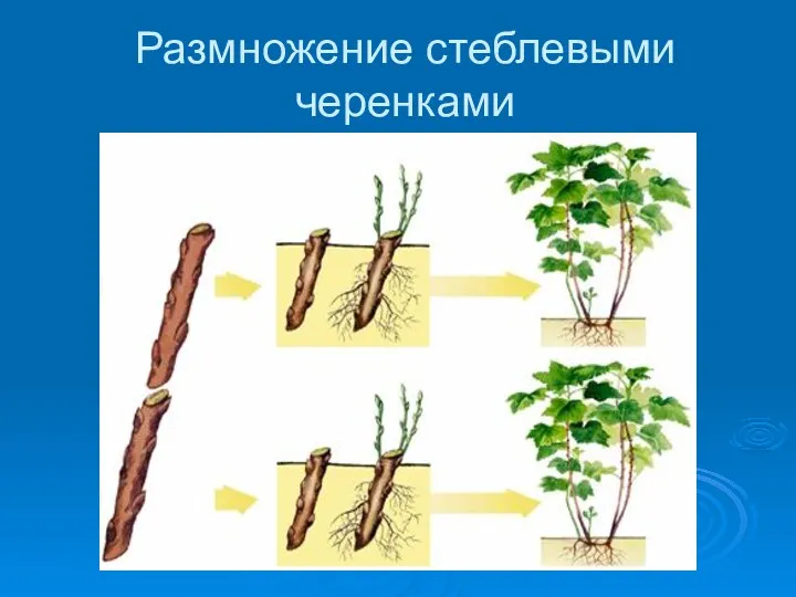 Размножение стеблевыми черенками