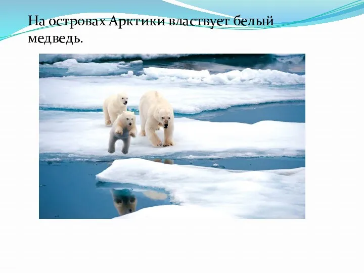 На островах Арктики властвует белый медведь.