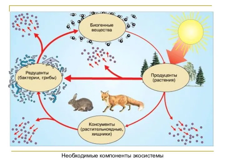 Необходимые компоненты экосистемы