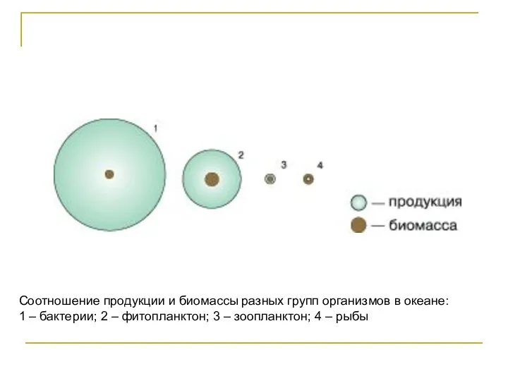 Соотношение продукции и биомассы разных групп организмов в океане: 1