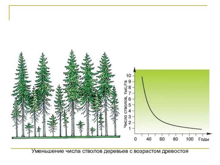 Уменьшение числа стволов деревьев с возрастом древостоя