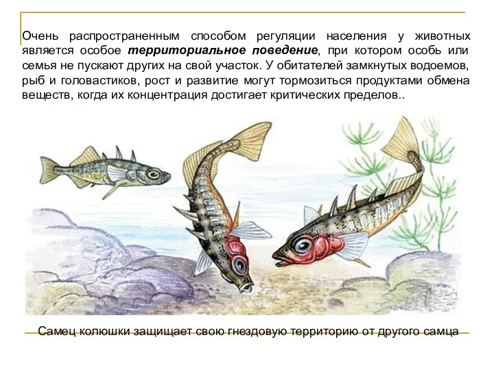 Очень распространенным способом регуляции населения у животных является особое территориальное