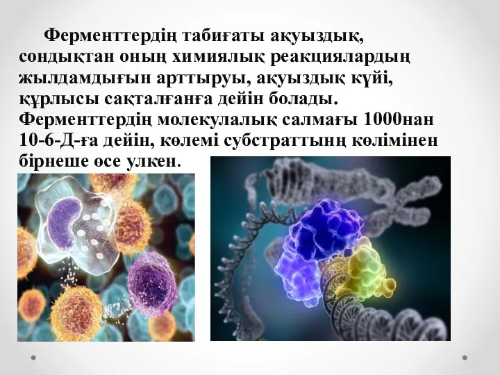 Ферменттердің табиғаты ақуыздық, сондықтан оның химиялық реакциялардың жылдамдығын арттыруы, ақуыздық