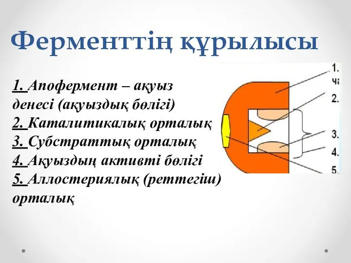 Ферменттің құрылысы 1. Апофермент – ақуыз денесі (ақуыздық бөлігі) 2.