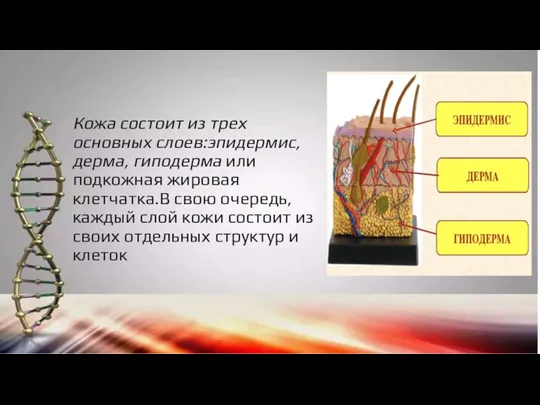 Кожа состоит из трех основных слоев:эпидермис, дерма, гиподерма или подкожная