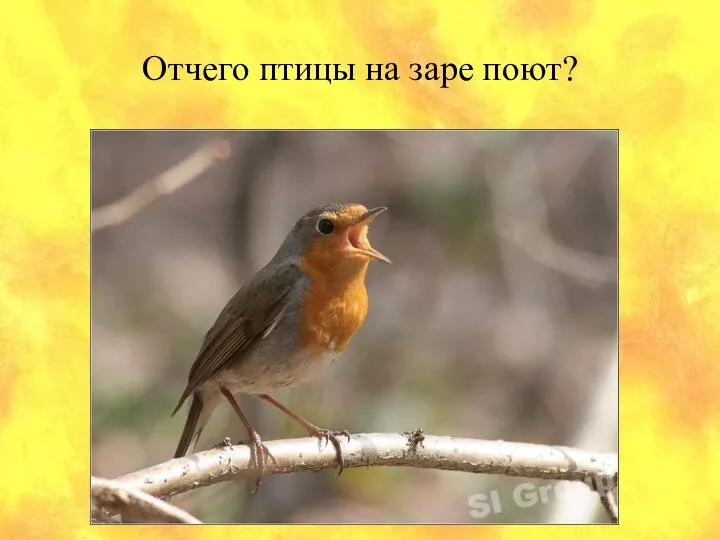 Отчего птицы на заре поют?