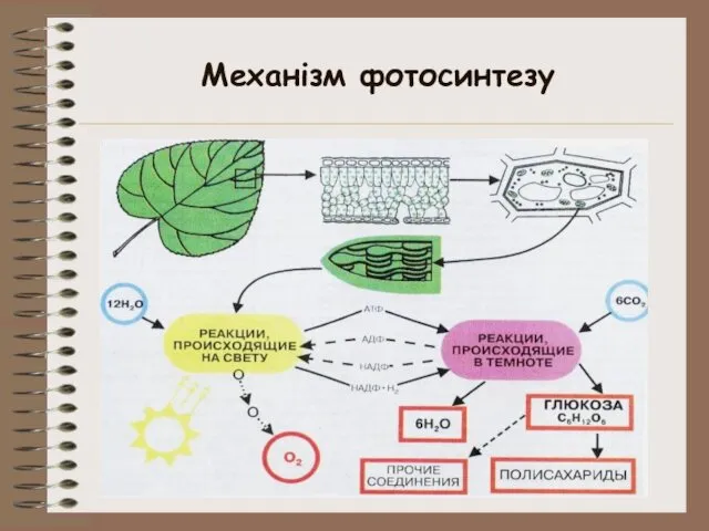 Механізм фотосинтезу
