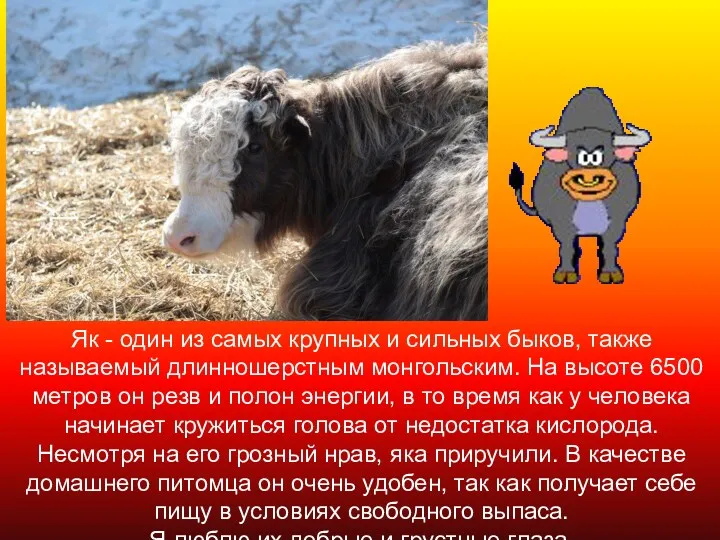 Як - один из самых крупных и сильных быков, также называемый длинношерстным монгольским.