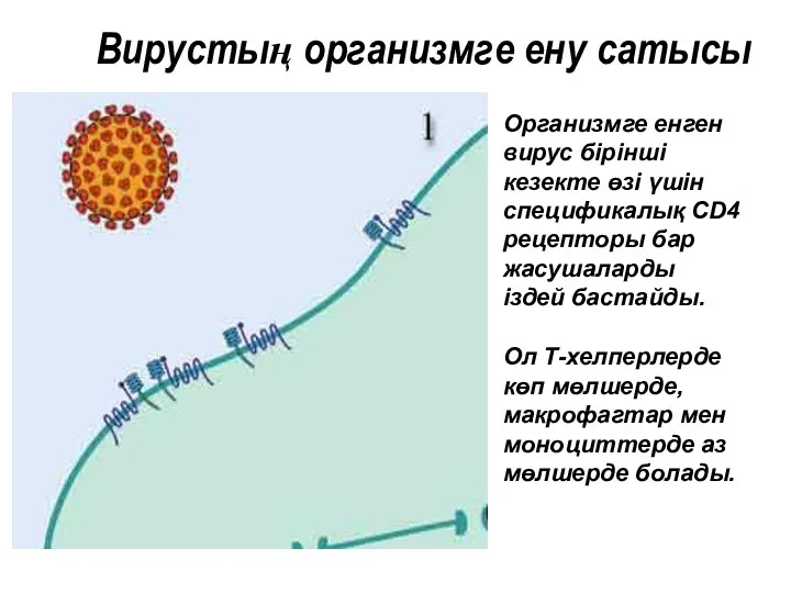 Организмге енген вирус бірінші кезекте өзі үшін спецификалық CD4 рецепторы