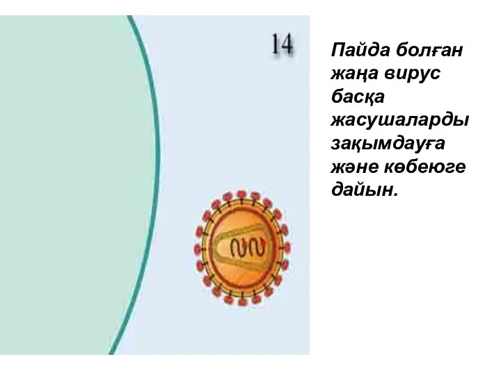 Пайда болған жаңа вирус басқа жасушаларды зақымдауға және көбеюге дайын.