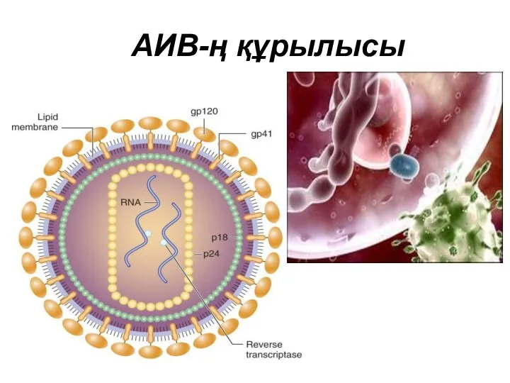 АИВ-ң құрылысы