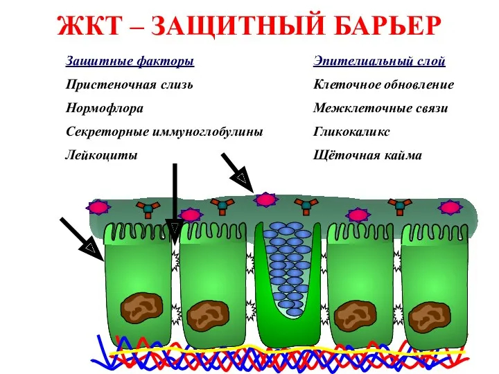 ЖКТ – ЗАЩИТНЫЙ БАРЬЕР Защитные факторы Пристеночная слизь Нормофлора Секреторные