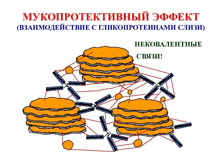 МУКОПРОТЕКТИВНЫЙ ЭФФЕКТ (ВЗАИМОДЕЙСТВИЕ С ГЛИКОПРОТЕИНАМИ СЛИЗИ) НЕКОВАЛЕНТНЫЕ СВЯЗИ!