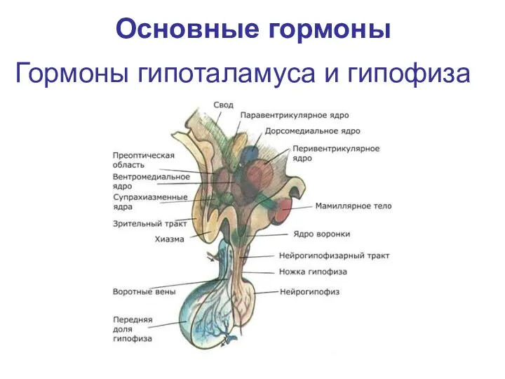 Гормоны гипоталамуса и гипофиза Основные гормоны