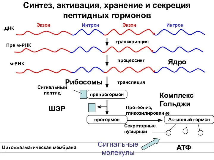 Синтез, активация, хранение и секреция пептидных гормонов ДНК Экзон Экзон