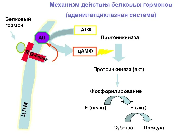 Механизм действия белковых гормонов (аденилатциклазная система) Ц П М Белковый