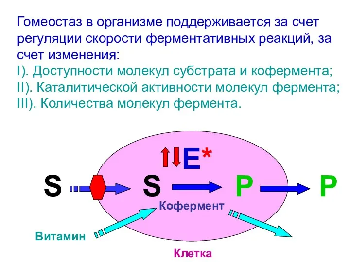 Гомеостаз в организме поддерживается за счет регуляции скорости ферментативных реакций,