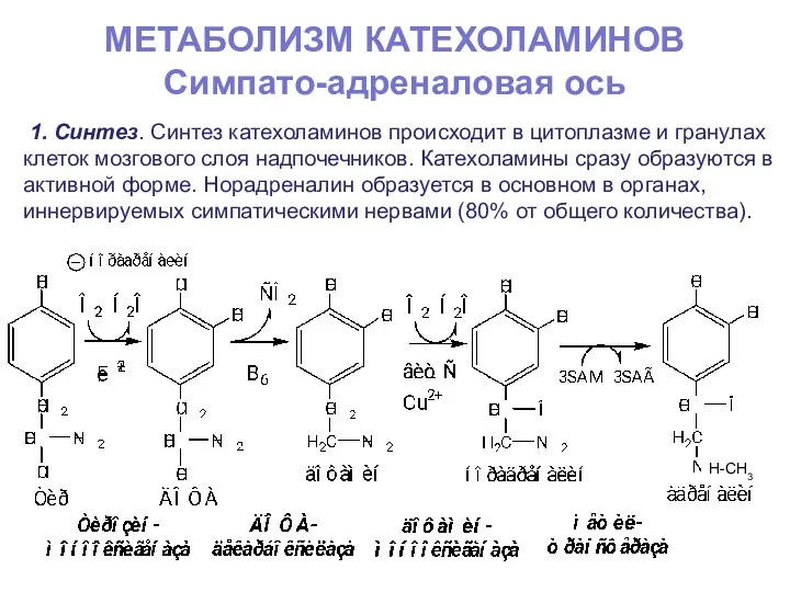 МЕТАБОЛИЗМ КАТЕХОЛАМИНОВ Симпато-адреналовая ось 1. Синтез. Синтез катехоламинов происходит в