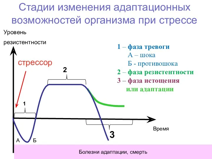 Стадии изменения адаптационных возможностей организма при стрессе Уровень резистентности стрессор