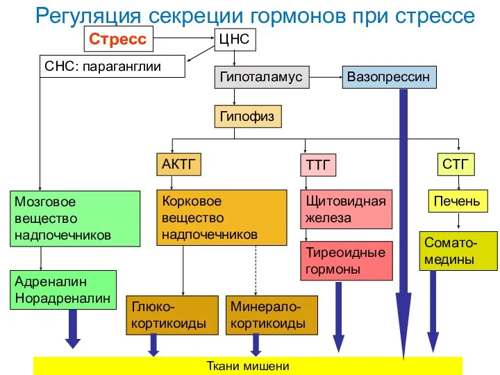 Регуляция секреции гормонов при стрессе Стресс ЦНС Гипоталамус Мозговое вещество