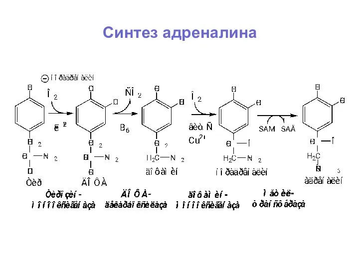 Синтез адреналина