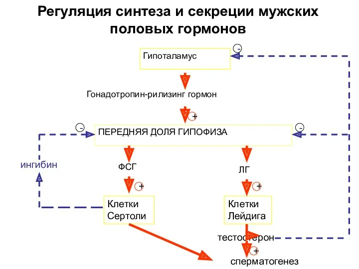 Регуляция синтеза и секреции мужских половых гормонов Гипоталамус ПЕРЕДНЯЯ ДОЛЯ