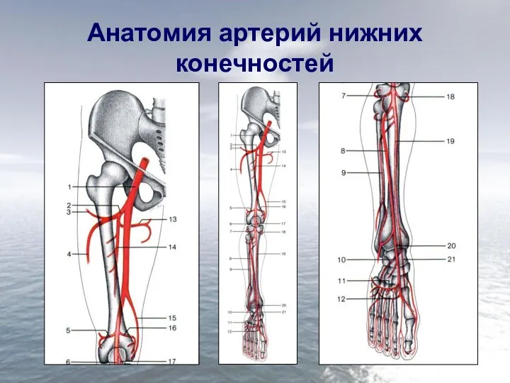 Анатомия артерий нижних конечностей