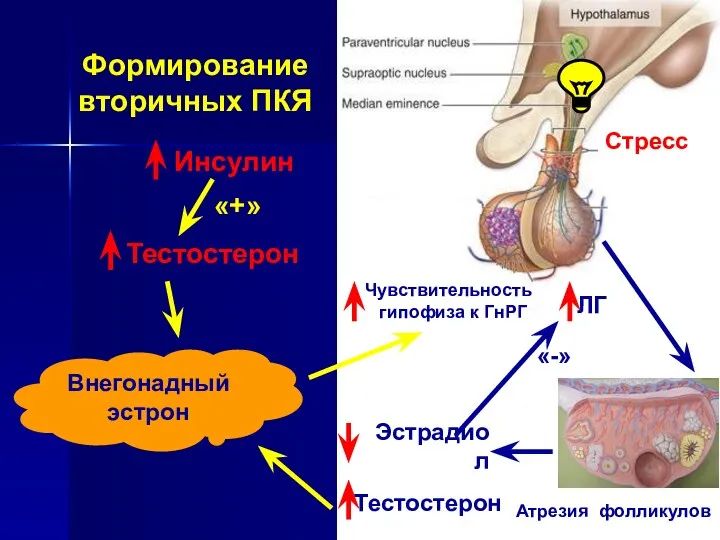 Чувствительность гипофиза к ГнРГ ЛГ Атрезия фолликулов Формирование вторичных ПКЯ