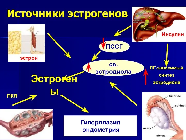 Эстрогены ПССГ св.эстродиола Гиперплазия эндометрия ЛГ-зависимый синтез эстродиола Инсулин Источники эстрогенов ПКЯ эстрон