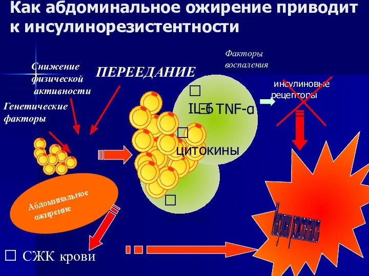 Снижение физической активности ПЕРЕЕДАНИЕ Генетические факторы Абдоминальное ожирение ? лептин