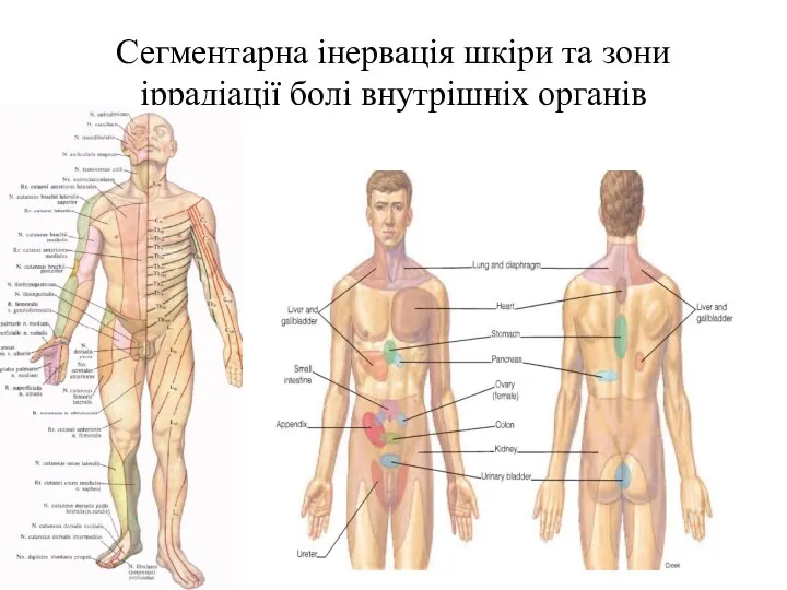 Сегментарна інервація шкіри та зони іррадіації болі внутрішніх органів