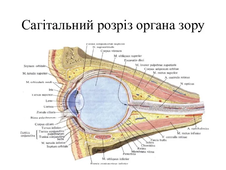 Сагітальний розріз органа зору