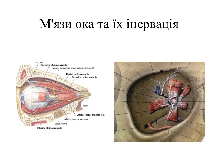 М'язи ока та їх інервація