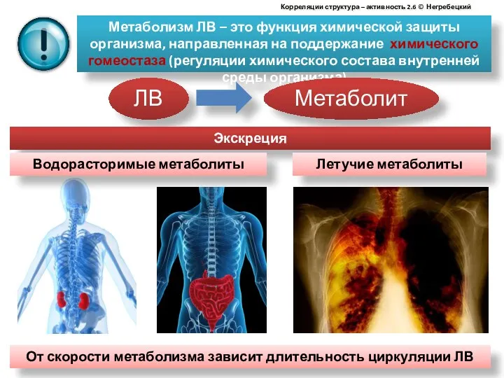 Метаболизм ЛВ – это функция химической защиты организма, направленная на