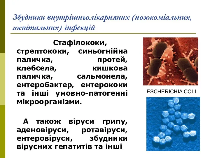 Збудники внутрішньолікарняних (нозокоміальних, госпітальних) інфекцій Стафілококи, стрептококи, синьогнійна паличка, протей,