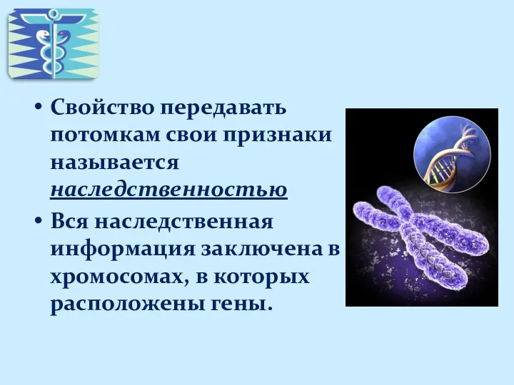 Свойство передавать потомкам свои признаки называется наследственностью Вся наследственная информация