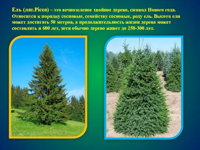 Ель (лат.Picea) – это вечнозеленое хвойное дерево, символ Нового года.