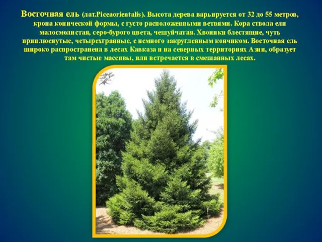 Восточная ель (лат.Piceaorientalis). Высота дерева варьируется от 32 до 55