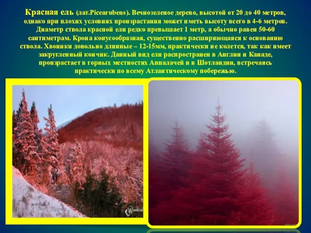 Красная ель (лат.Picearubens). Вечнозеленое дерево, высотой от 20 до 40 метров, однако при