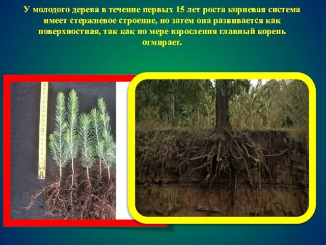 У молодого дерева в течение первых 15 лет роста корневая система имеет стержневое