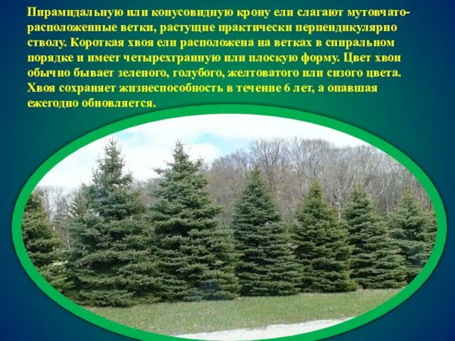 Пирамидальную или конусовидную крону ели слагают мутовчато-расположенные ветки, растущие практически перпендикулярно стволу. Короткая