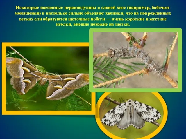 Некоторые насекомые неравнодушны к еловой хвое (например, бабочки-монашенки) и настолько сильно объедают хвоинки,