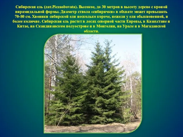 Сибирская ель (лат.Piceaobovata). Высокое, до 30 метров в высоту дерево с кроной пирамидальной
