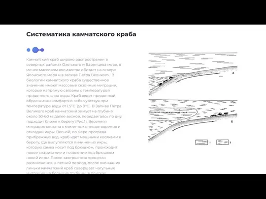 Систематика камчатского краба Камчатский краб широко распространен в северных районах