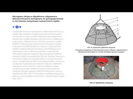 Совершая сезонные кормовые и нерестовые миграции, крабы группируются в отдельные