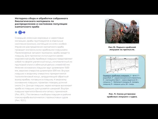 Совершая сезонные кормовые и нерестовые миграции, крабы группируются в отдельные