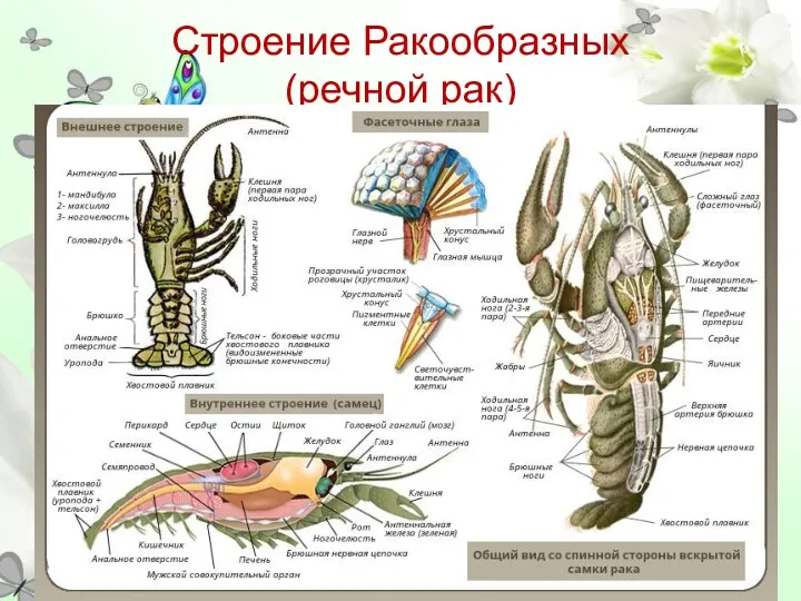 Строение Ракообразных (речной рак)