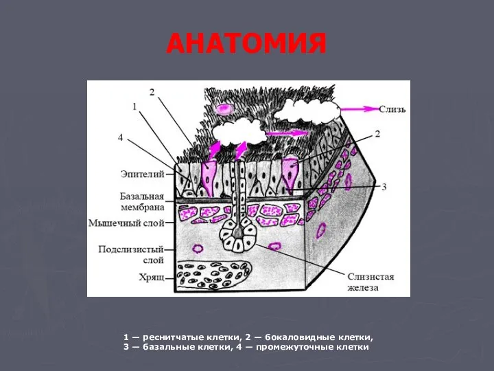 АНАТОМИЯ 1 — реснитчатые клетки, 2 — бокаловидные клетки, 3 — базальные клетки,